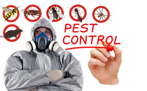 Pest control newlyn north  Many individuals tend towards domestic ways of controlling the infestation